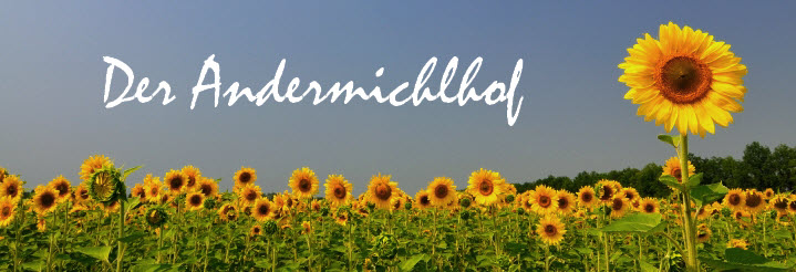 Sonnenblumen